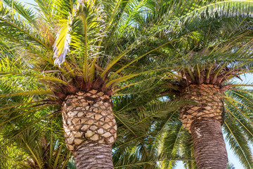 Huge palm trees in Spain.