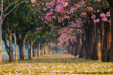 Beautiful blooming pink flower fall on ground Romantic tree tunnel in the morning.Tabebuya, Chompoo...