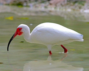 white ibis in the park