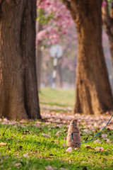 Obraz premium Cute Prairie dog standing enjoy under tree with beautiful blooming pink flower fall on ground Romantic place in the morning.Tabebuya, Chompoo pantip.