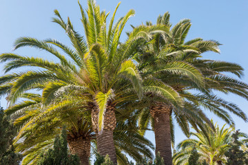 Huge palm trees in Spain.