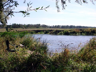 lake in forest