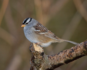 Fototapeta premium sparrow on a branch