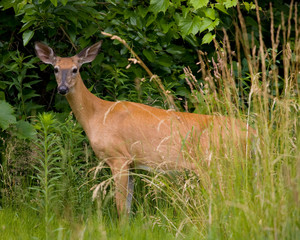 deer in the forest