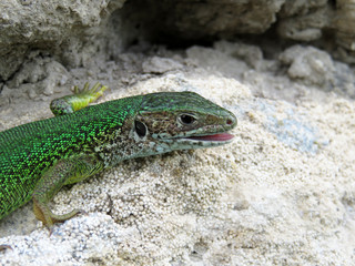 Green lizard (Lacerta viridis) sitting on a rocks. Colorful lizard hunts insects in summer mountains, wildlife