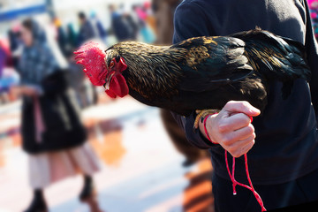 adult big beautiful black cock with a golden plumage sitting on the hand © serhio777