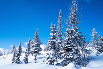 Fototapeta na wymiar Alpine Christmas trees under white snow, beautiful landscape.