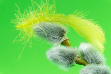 Pussy willow buds and feather in close-up