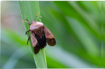The integrity of nature. Strange red-gray stink bug climp on the leaf tip(,Tessaratoma papillosa  ,...
