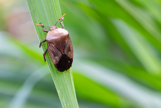 The integrity of nature. Strange red-gray stink bug climp on the leaf tip(,Tessaratoma papillosa  , Homoeocerus sp.)