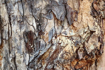 Tree bark two tone texture closeup.
