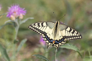 Fototapeta na wymiar Old World Swallowtail butterfly. Papilio machaon.