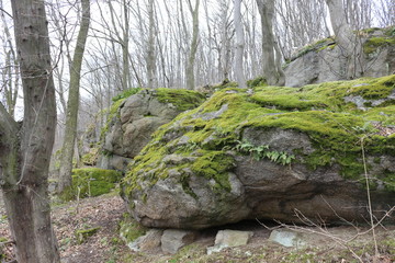 Huge moss-covered boulders lie on the slopes of the forest.