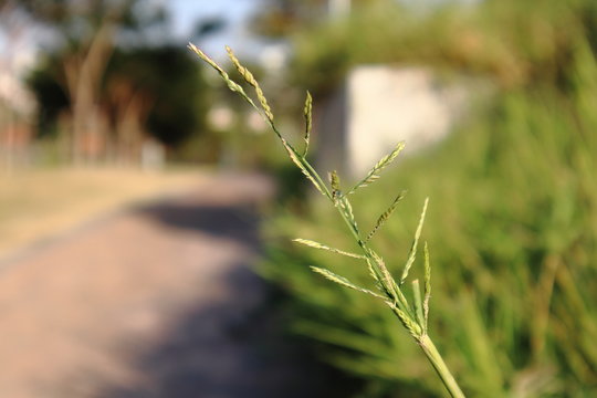 Beautiful grass flower poaceae lengthways on the wall.