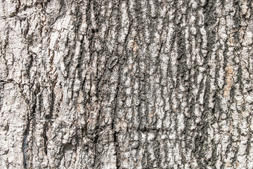 Fototapeta premium Old Wood Tree Texture Background Pattern.
