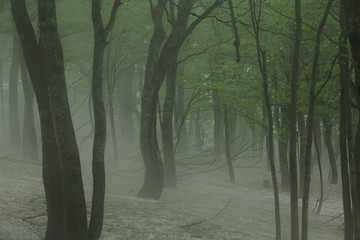 Naklejka premium 霧のブナ林