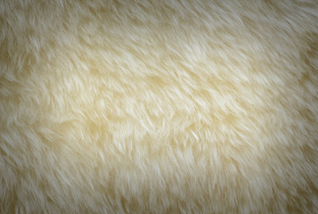 background and textured of real white cream wool sheep