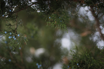 Pine tree with snow on in with seed on branch