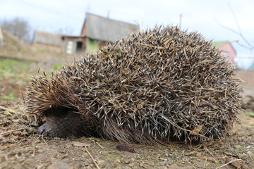 Hedgehog woke up from hibernation in the spring