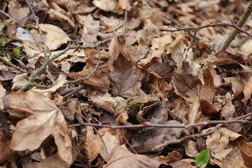 A frog sits in dry foliage in early spring.The frog is perfectly disguised.