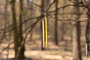 branch of tree in spring with yellow beautiful catkins at the sunny day with selective focus and blurred spring background. Green catkins with pollen on the birch twig. Allergic spring blossom 