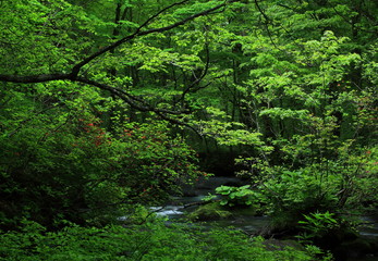 新緑の奥入瀬渓流