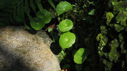 Closeup of water on the leaves with warm yellow sunlight and over casting shadow of the surrounding...