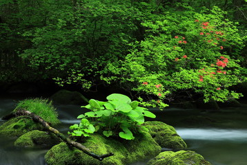新緑の奥入瀬渓流
