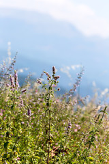 Wild, mint (Mentha longifolia) grows in the mountains