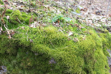 Obraz premium Colorful moss grows on a stone. The modest charm of early spring.