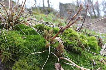  Colorful moss grows on a stone. The modest charm of early spring.