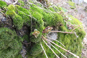  Colorful moss grows on a stone. The modest charm of early spring.