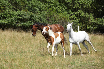Fototapeta premium Amazing batch of horses on pasturage