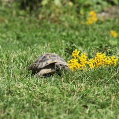 Turtle walking in the garden