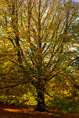 Fototapeta premium Tree leaves in autumn with different colors