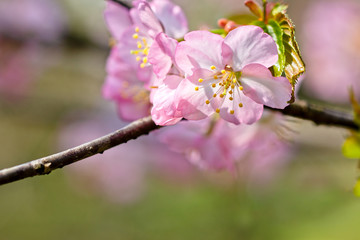 Sakura flowers Japanese cherry blossoms