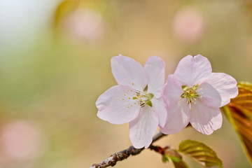 Sakura flowers Japanese cherry blossoms