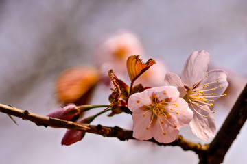 Sakura flowers Japanese cherry blossoms