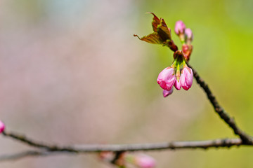 Sakura flowers Japanese cherry blossoms