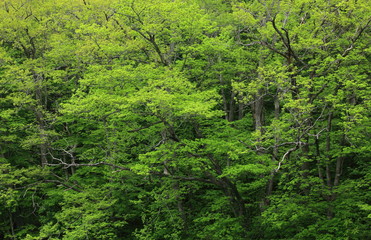 Obraz premium 新緑の沼