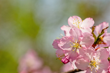Obraz na płótnie Canvas Sakura flowers Japanese cherry blossoms