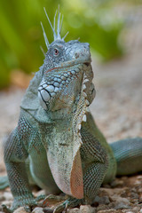 Iquana on the Caribbean Island of Bonaire 