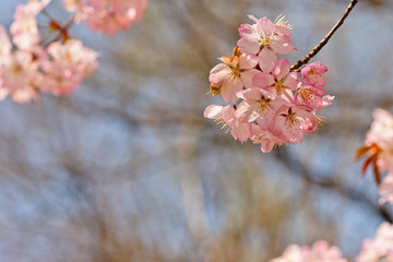 Sakura flowers Japanese cherry blossoms