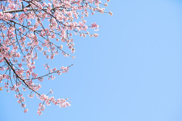 桜を見上げる