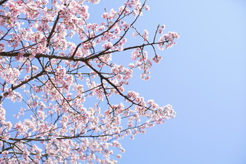 桜を見上げる