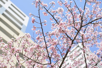 桜を見上げる