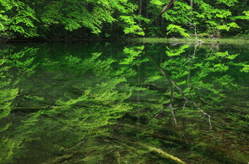 新緑の沼