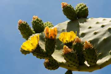 Feigenkaktus mit Blüten