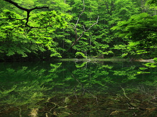 新緑の沼