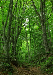 Obraz premium 新緑の沼